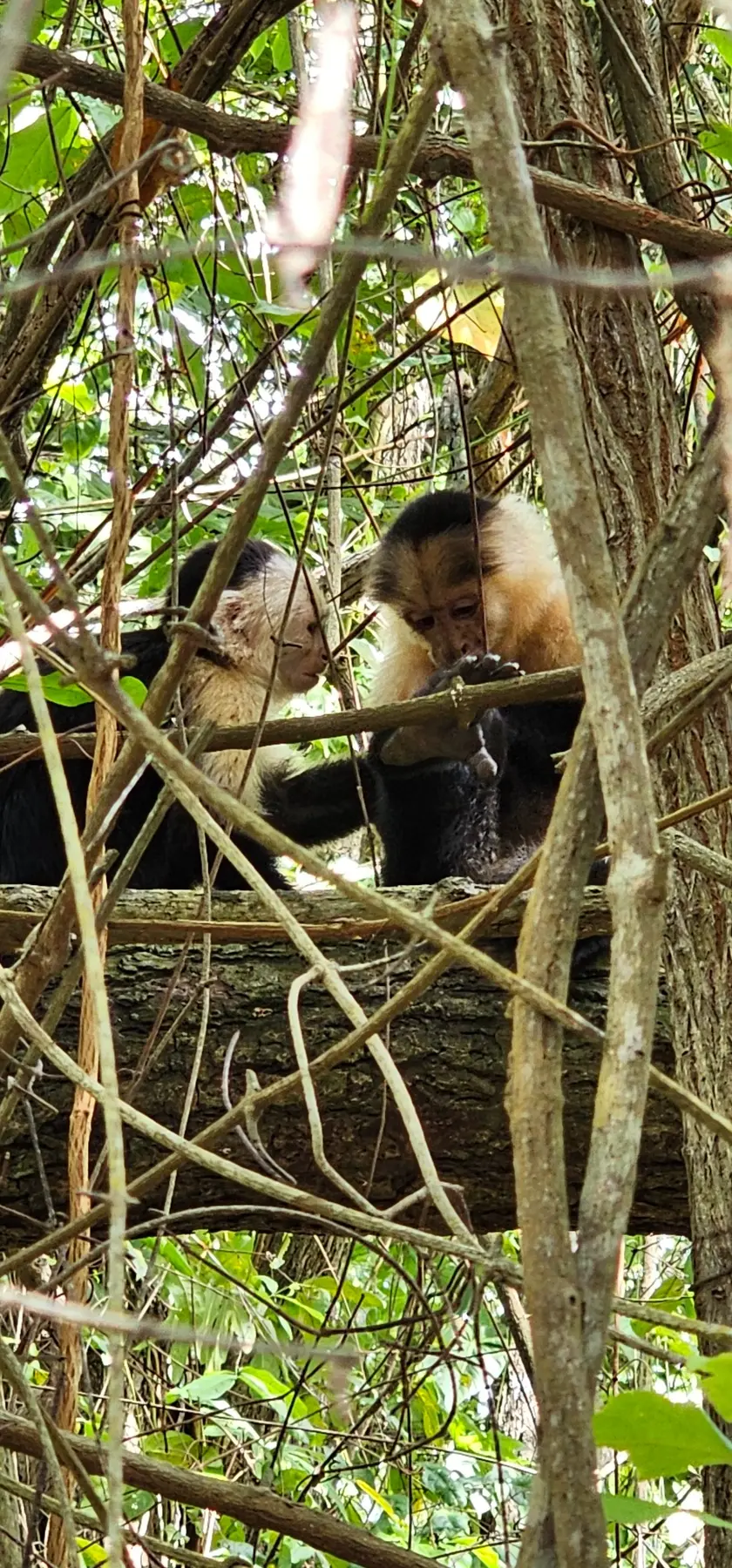 Two capuchin monkeys in the forest