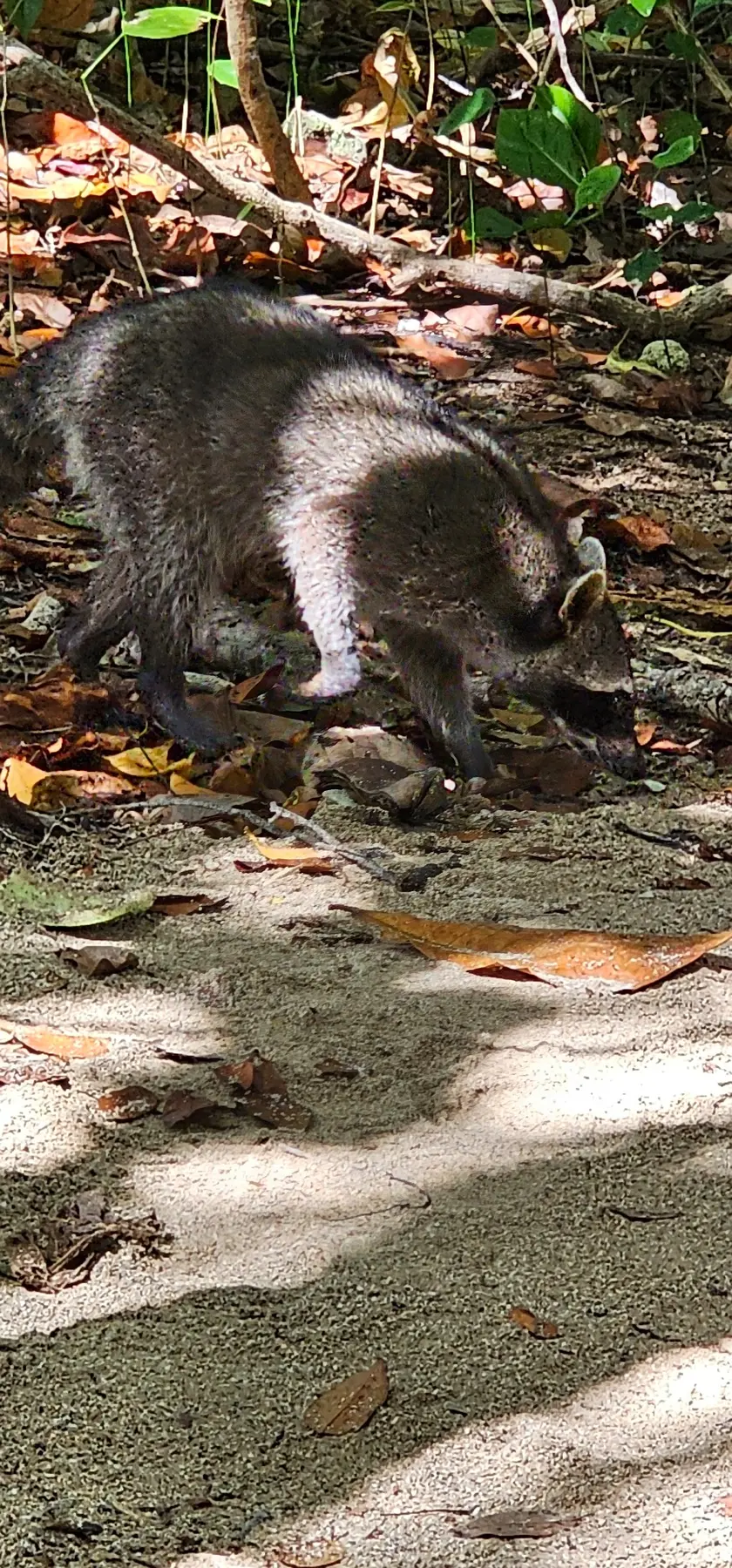 Coati foraging on the forest floor