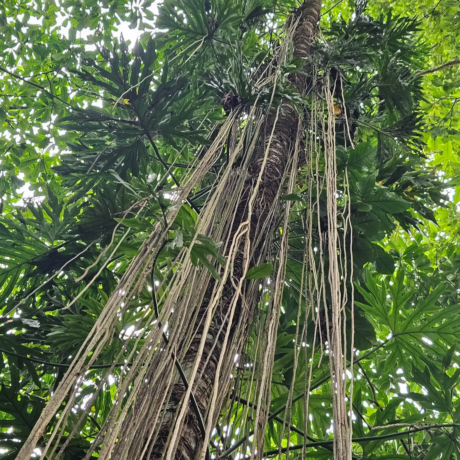 Tropical canopy and aerial roots in Cahuita National Park