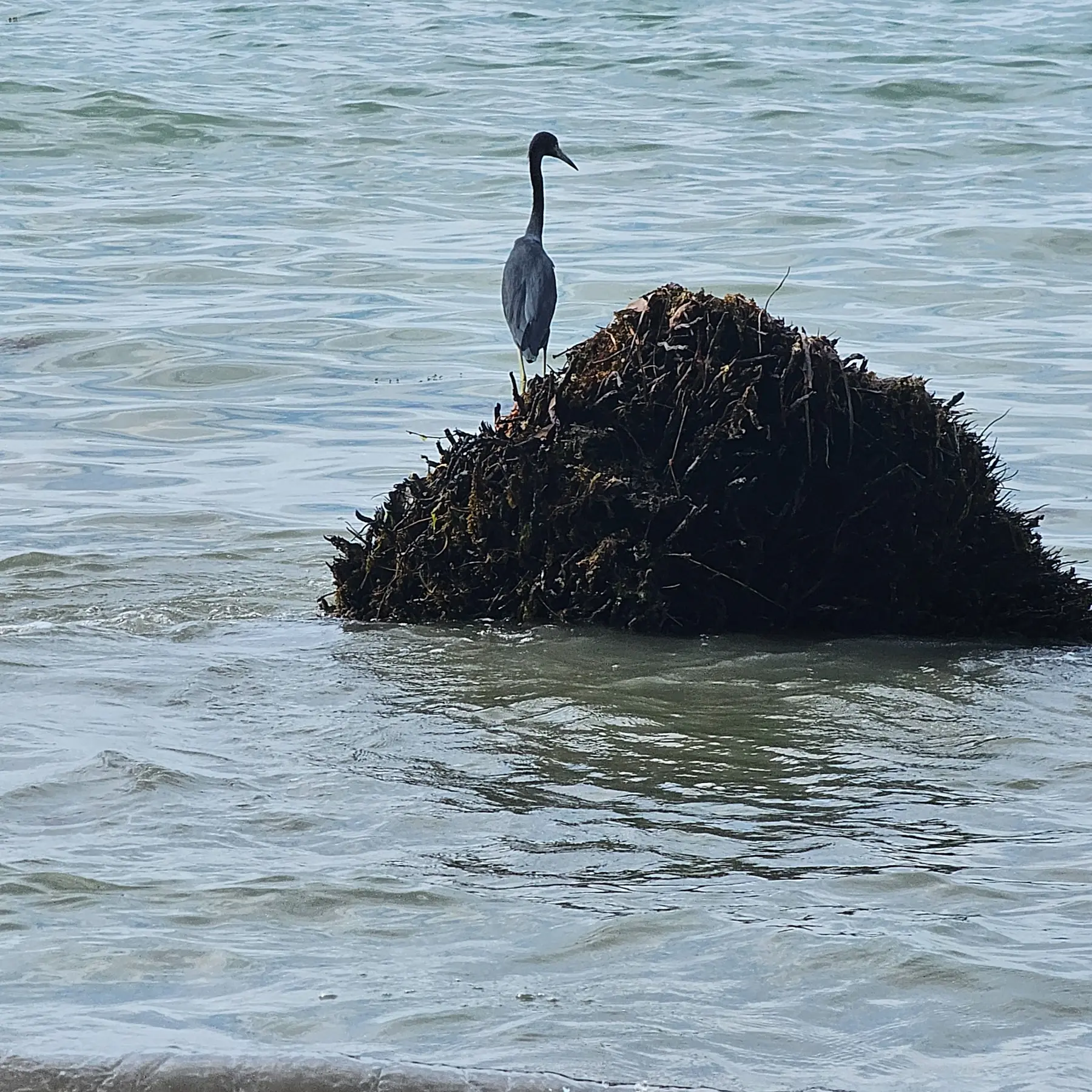 Heron resting on a rock by the sea in Cahuita National Park