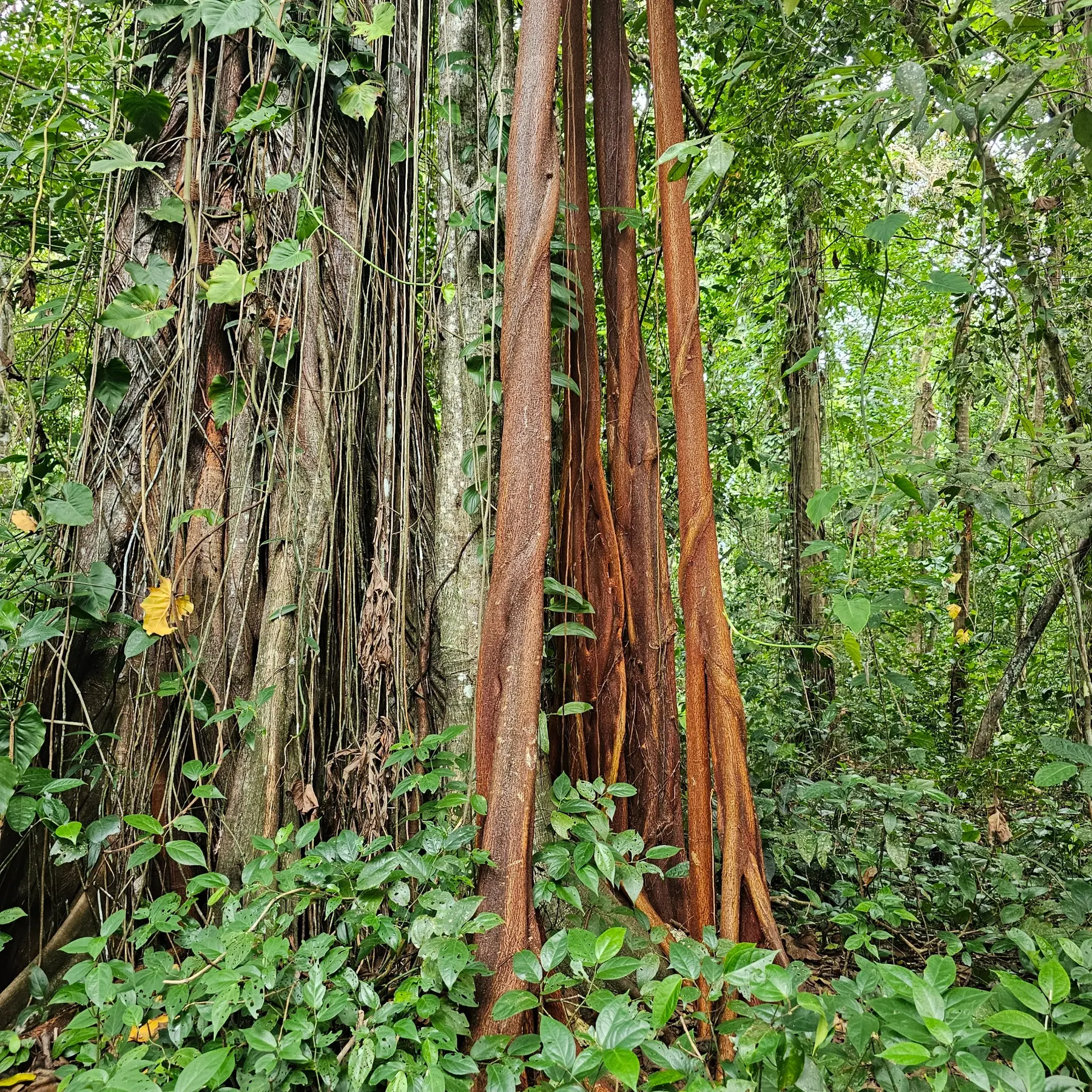 Large tropical tree with intertwined roots in Cahuita National Park