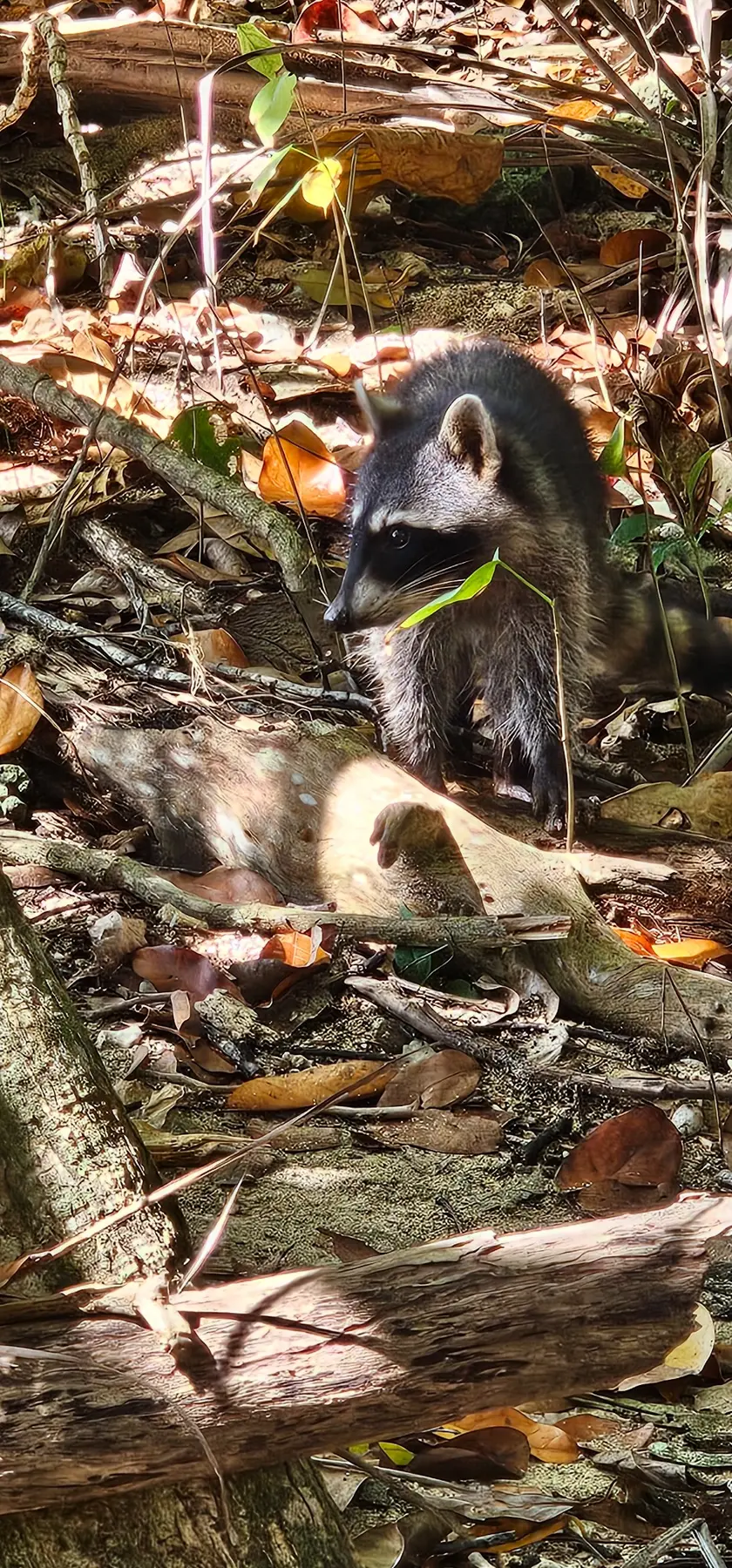 Raccoon in the forest of Cahuita