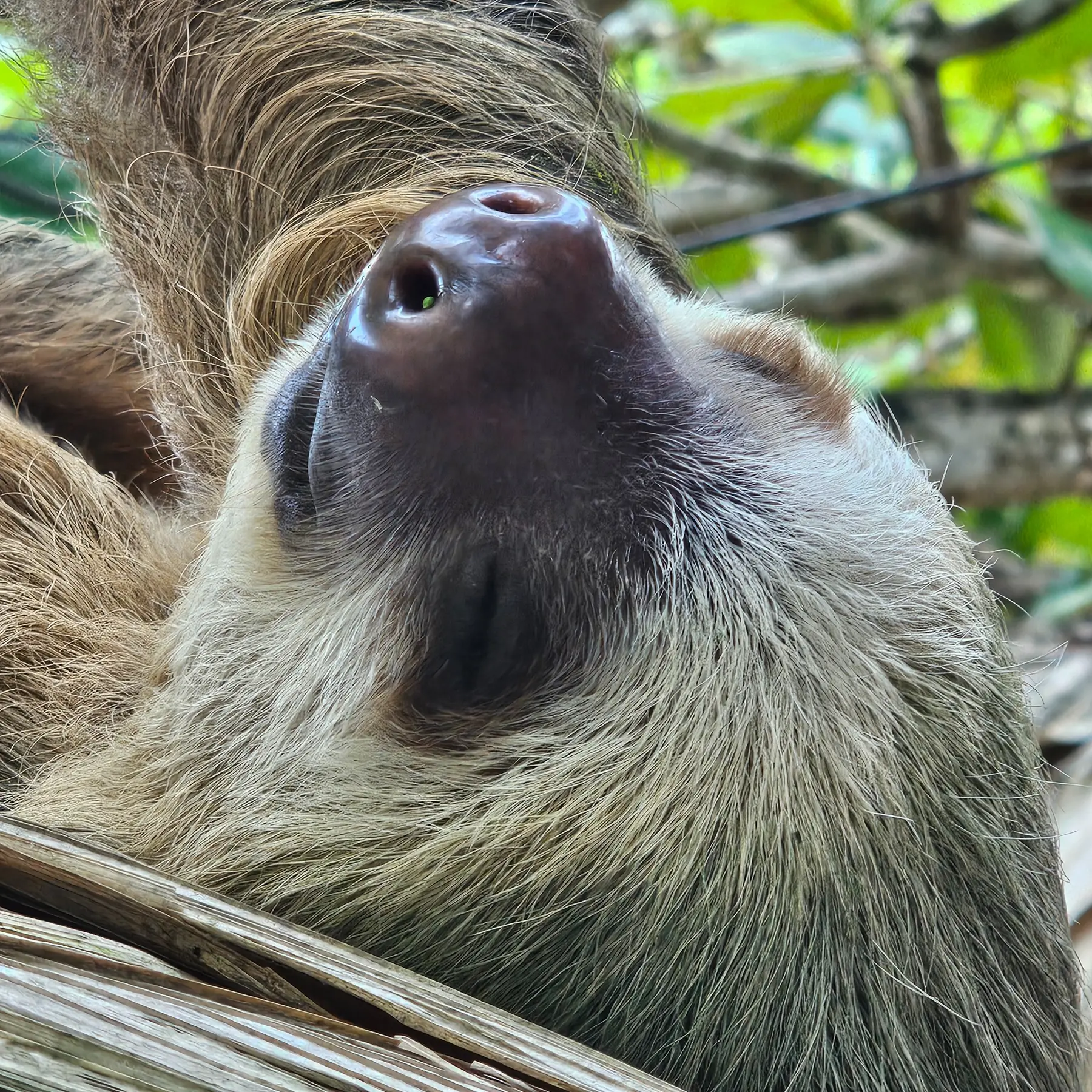Close view of a sloth resting in Cahuita