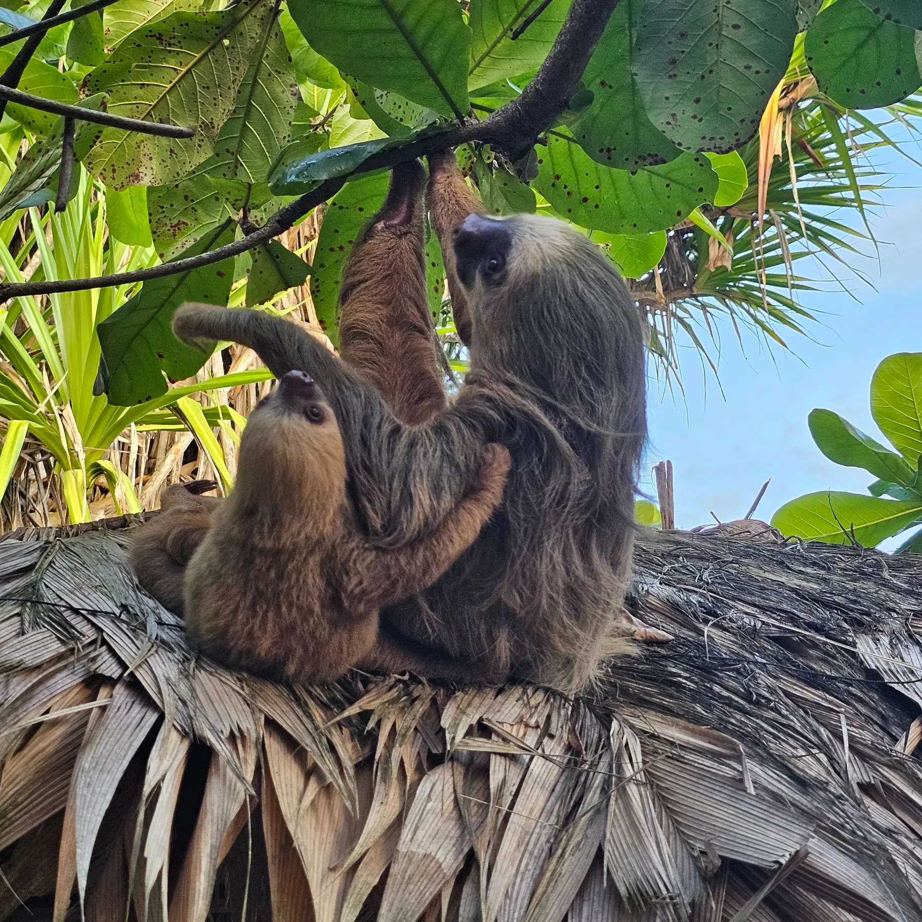 Adult sloth with its young in Cahuita