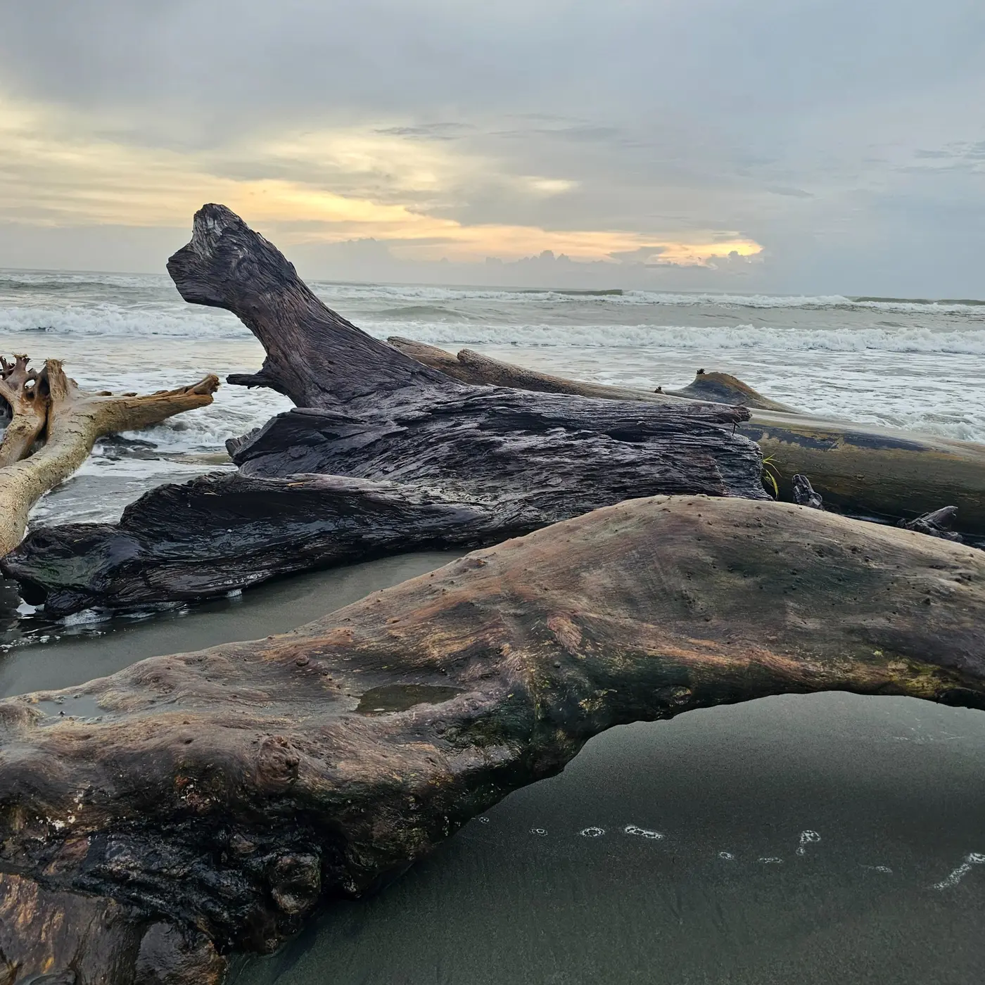 Large pieces of driftwood on Playa Grande at sunset